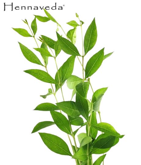 Hennaveda Hair Henna Powder & Indigo Powder, Hair Color Combo with Hair Dye Brush, Gloves and Shower Cap 200g, Henna with Geographical Indication (GI) tag "Sojat Mehndi"